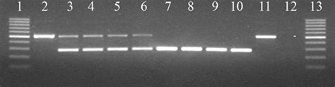 Frequency of the allelic variant of the PTPLA gene responsible for .